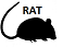 Rat-Sıçan Elisa Kitleri